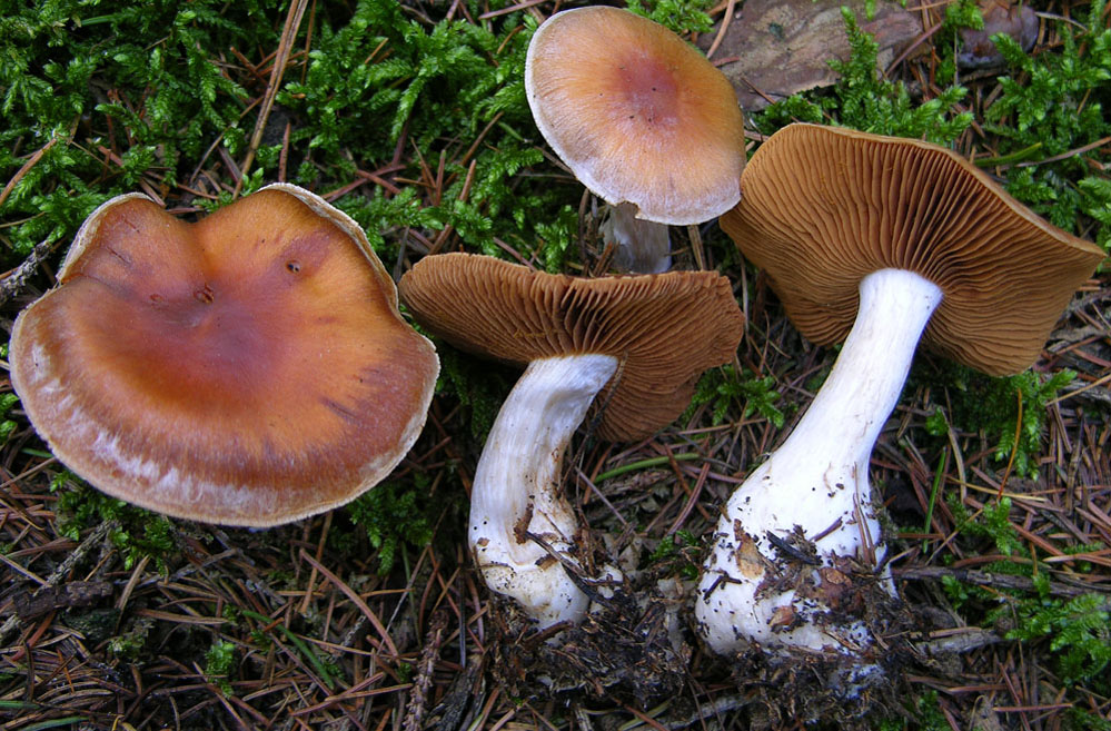 Telamonia Sezione Firmiores.